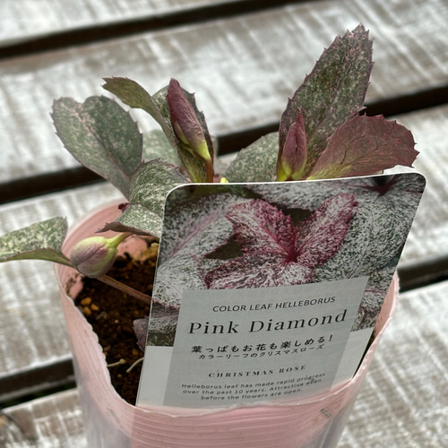 松村ナーセリー クリスマスローズ新種入り 5種 斑入りやシルバーリーフ