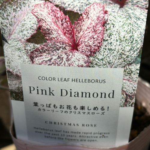 松村ナーセリー クリスマスローズ新種入り 5種 斑入りやシルバーリーフ