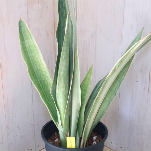 希少♡斑入り♡サンセベリア♡シルバーフォックス♡ アートフラワー