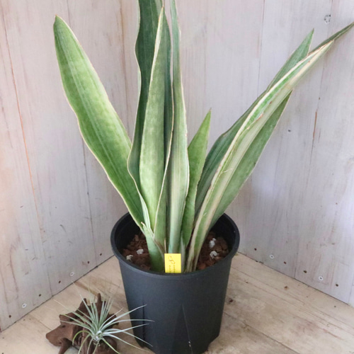 新品　観葉植物　珍しいサンスベリア　斑入り　新品　写真を今日撮ったものに変更 Yahoo!オークション - 激レア サンスベリア オックスホーン 斑入り