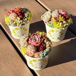 国内外の人気集結！ 多肉植物 寄せ植え そのまま飾れる‪ ꪔ̤̮ エケベリア・セダム