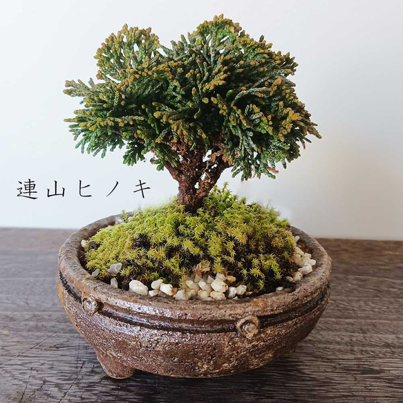 お盆お彼岸大特価中　木曽御神木檜製　開運！★桧材 招き猫☆左手 高さ 約32cm 神具 賽銭箱 木曽ひのき 5.0寸 | お仏壇のはせがわ公式通販