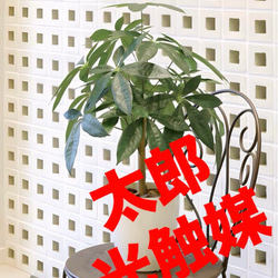 光触媒 人工観葉植物 ウォールグリーン フェイクグリーン ウンベラータ