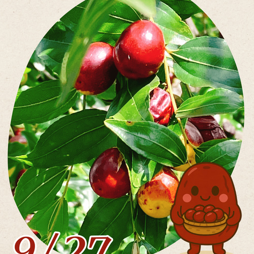 奈良県産乾燥なつめ40g ／国産なつめ・ナツメ・棗 紅茶・お茶・ハーブ