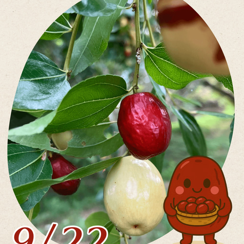 奈良県産乾燥なつめ40g ／国産なつめ・ナツメ・棗 紅茶・お茶・ハーブ