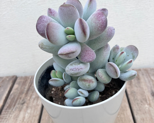 3bc515c4d162b49c8a56c8c08a3347