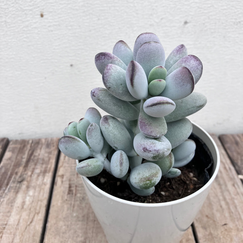 多肉植物＊パキフィツム＊月美人＊ アートフラワー bloom town