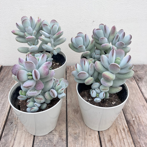 多肉植物＊パキフィツム＊月美人＊ アートフラワー bloom town