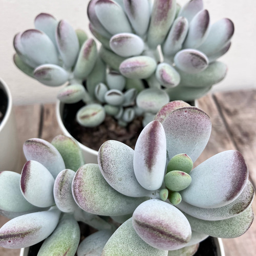 多肉　パキフィツム 紫美人 楽天市場】多肉植物 hmパキフィツム 紫美人 多肉植物