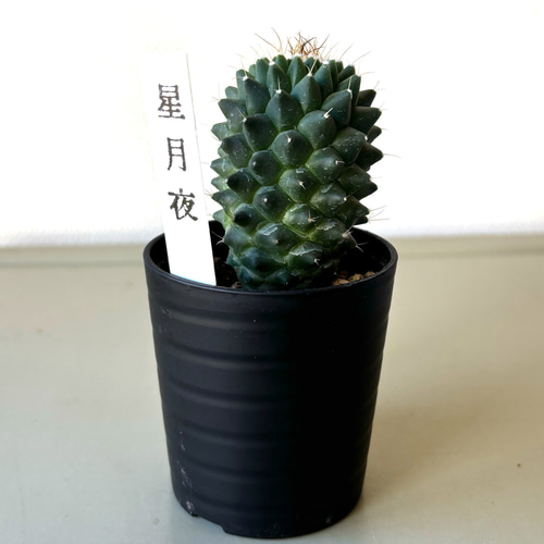 サボテン 「星月夜」サボテン 多肉植物 マミラリア 美苗 多肉植物 