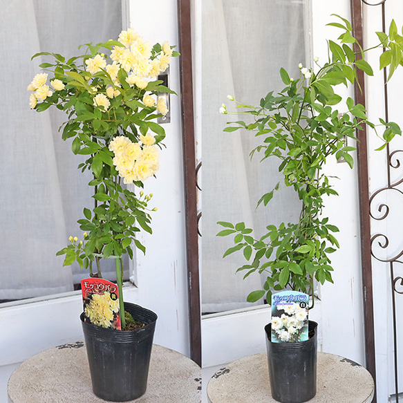 花木苗 モッコウバラ 白 黄 八重咲き 3.5号 つるバラ 木香薔薇