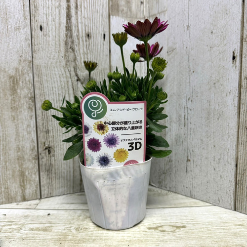 八重咲きダブル オステオスペルマム 「3D ディープピンク」 花苗 花 苗