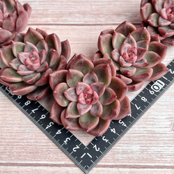 新発売 セダム オーロラベリー 【レッドベリー錦】 札付き 多肉植物