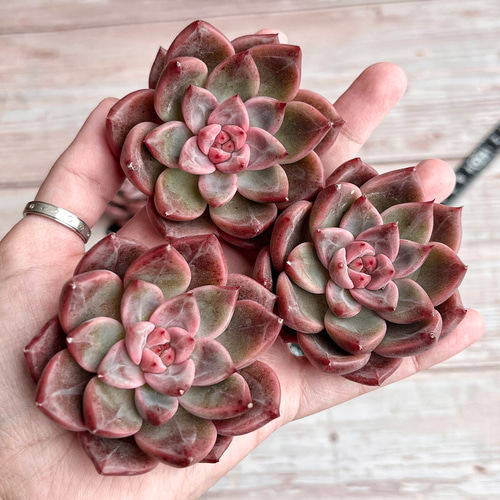 多肉植物 ボニピカ 韓国苗 多肉植物 pariʚ❤︎ɞtaniku