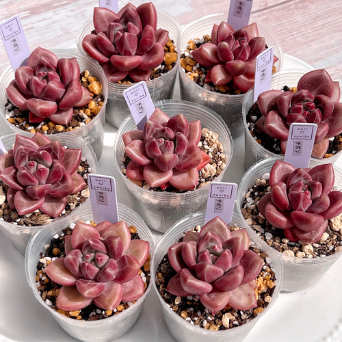 多肉植物 チボリ 韓国苗 多肉植物 pariʚ❤︎ɞtaniku
