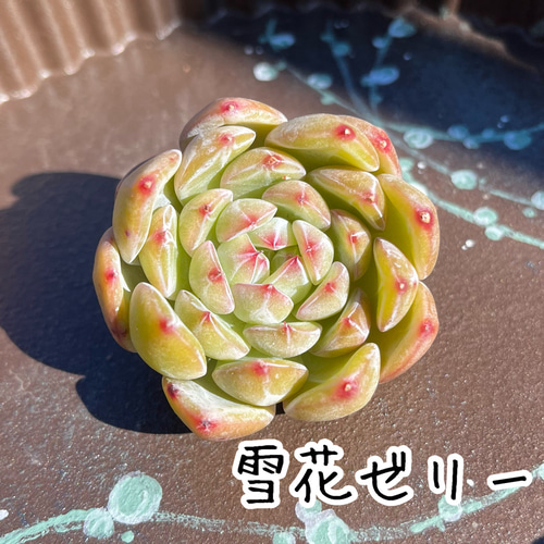 SOLD 雪花ゼリー 厳選韓国苗 多肉 カット苗 ネームタグ付き 多肉植物