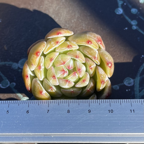 SOLD 雪花ゼリー 厳選韓国苗 多肉 カット苗 ネームタグ付き 多肉植物