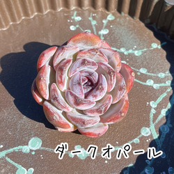 Green〜多肉畑〜の販売中作品一覧 | ハンドメイド通販・販売のCreema