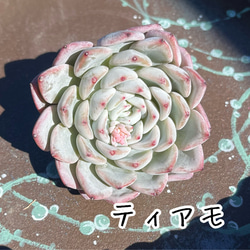 Green〜多肉畑〜の販売中作品一覧 | ハンドメイド通販・販売のCreema