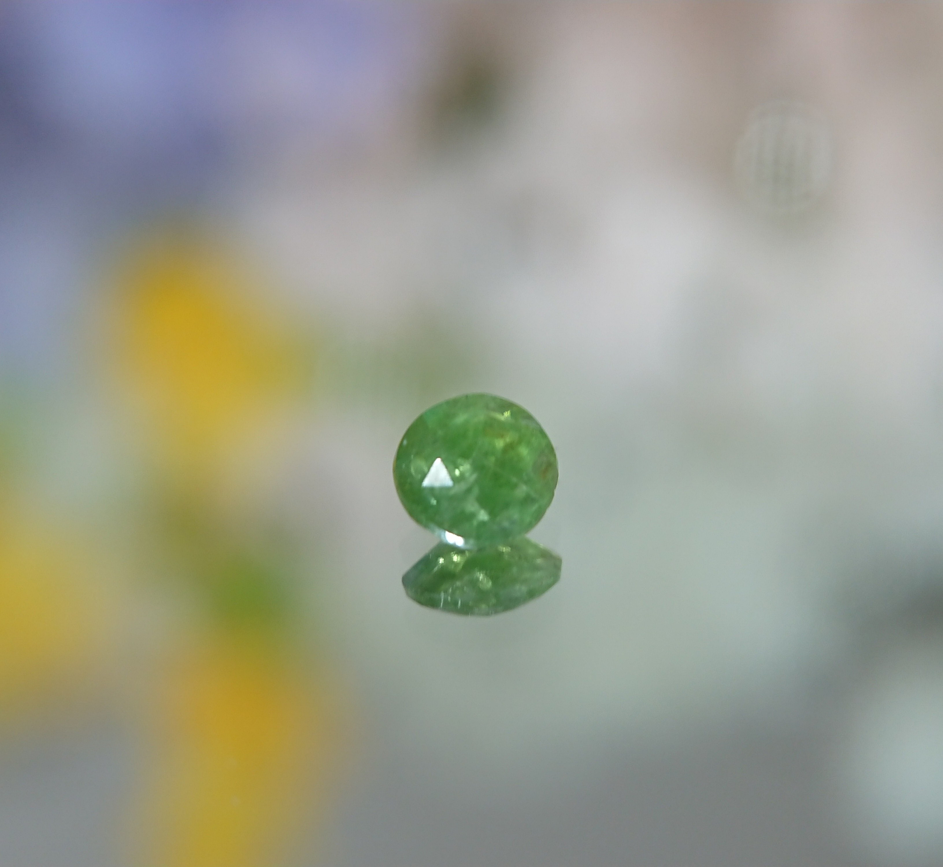 コーネルピン  ミャンマー  ⭐9723302