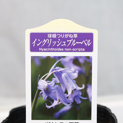 現品販売 鉢花 八重咲き クリスマスローズ ダブルエレン 開花株 5号