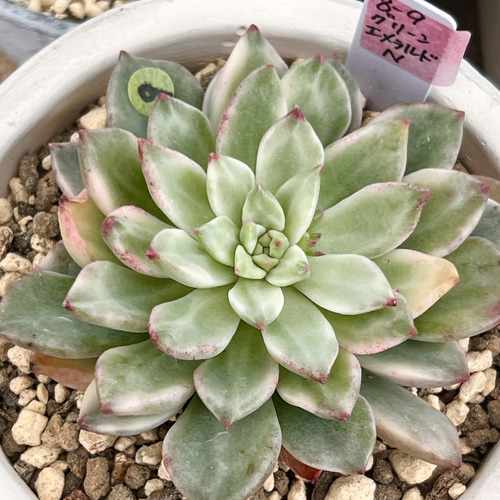 多肉・グリーンエメラルド美人錦・抜き苗 グリーンエメラルド錦＊多肉植物＊抜き苗 多肉植物 ＊N＊ 通販