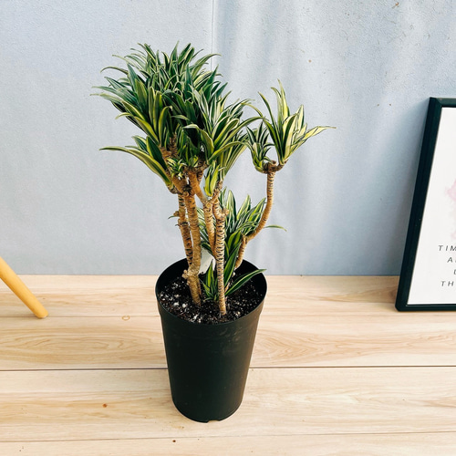 現品］【希少】6番 ドラセナ コンパクタ バリエガータ 7号 観葉