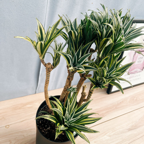 キンジョウ様　ドラセナコンパクタ斑入り2 鉢 キンジョウ様 ドラセナコンパクタ斑入り2 鉢