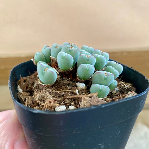 多肉植物 コノフィツム ビロブム 多肉植物 plant life 通販 多肉植物 コノフィツム ビロブム 多肉植物 plant life 通販