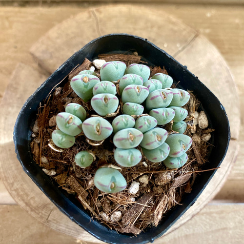 多肉植物 コノフィツム ビロブム 多肉植物 plant life 通販 多肉植物 コノフィツム ビロブム 多肉植物 plant life 通販