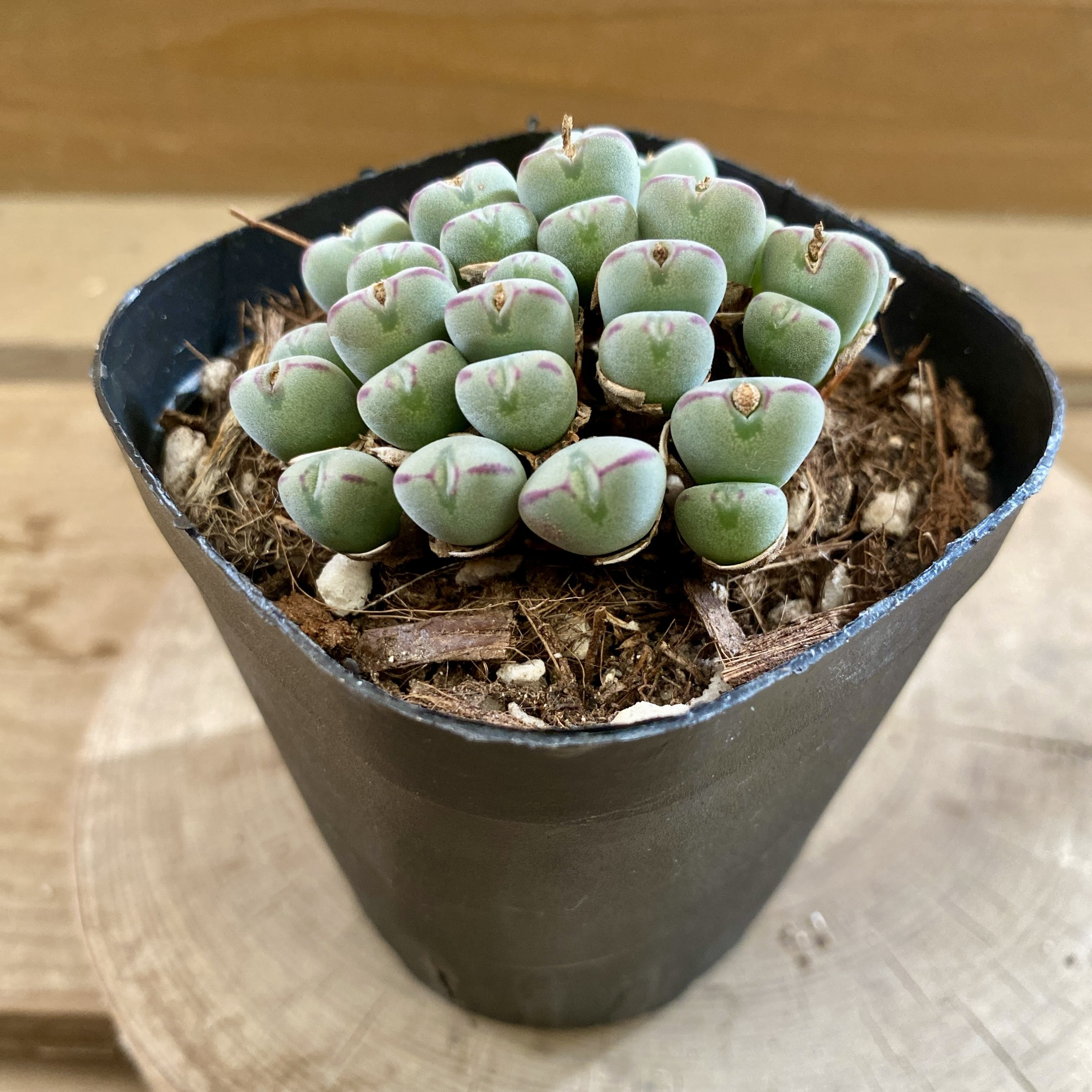 多肉植物コノフィツム 専用ページです‼️