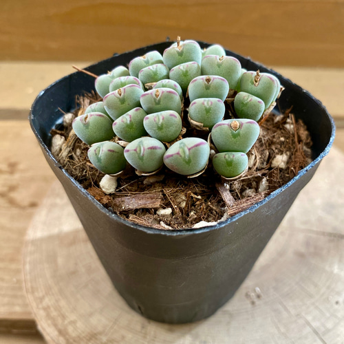 多肉植物 コノフィツム ビロブム H11♡ 多肉植物 GummyBlue 通販