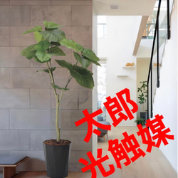 光触媒 人工観葉植物 フェイクグリーン シーグレープDX1.25 その他