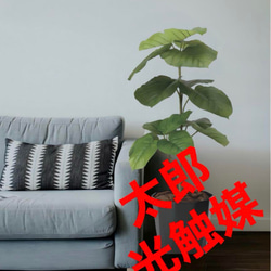 光触媒 人工観葉植物 フェイクグリーン フレッシュウンベラータ1.0