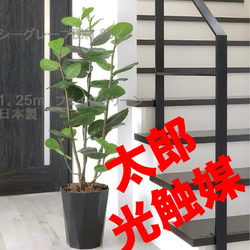 光触媒　人工観葉植物　フェイクグリーン　シーグレープDX1.25 楽天市場】光触媒観葉植物 シーグレープDX1.25 〔フロアタイプ