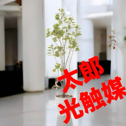 光触媒 人工観葉植物 フェイクグリーン ショウナンゴムポット180