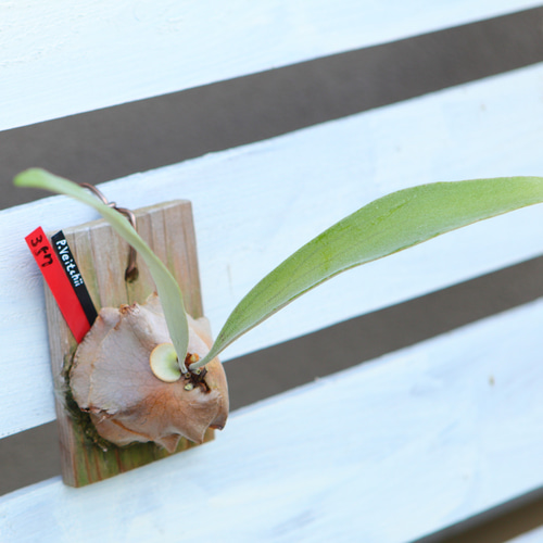 P. Veitchii 】ビカクシダ ビーチー ベイチー No357 多肉植物 匠