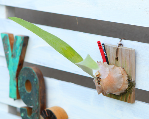 P. Veitchii 】ビカクシダ ビーチー ベイチー No357 多肉植物 匠