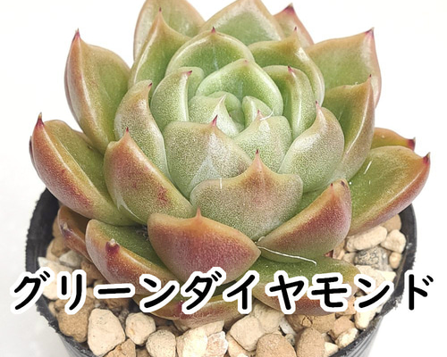 ダイヤモンドアートクラブ【多肉植物】 1485f7da71ba45103a2ad5b490a8c9