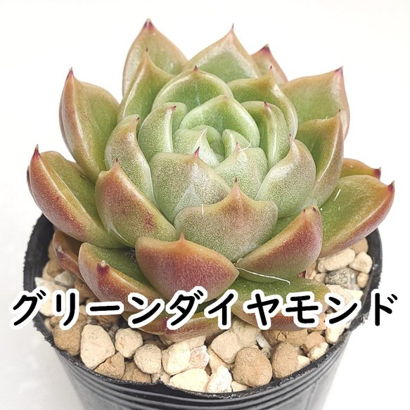 ダイヤモンドアートクラブ【多肉植物】 グリーンダイヤモンド【エケベリア 多肉植物】 多肉植物 エケベリア