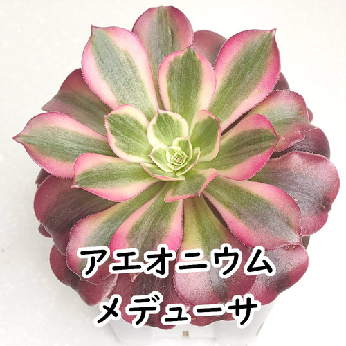 アエオニウム:メデューサ【多肉植物】 多肉植物 エケベリア アエオニウム:メデューサ【多肉植物】 多肉植物 エケベリア