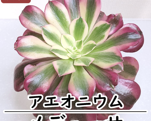 アエオニウム：メデューサ【多肉植物】 多肉植物 エケベリアSKETCH