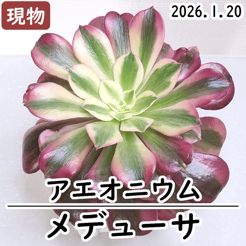アエオニウム：メデューサ【多肉植物】 多肉植物 エケベリアSKETCH