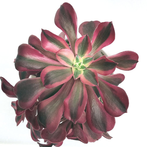 アエオニウム：メデューサ 3頭【多肉植物】 多肉植物 エケベリア