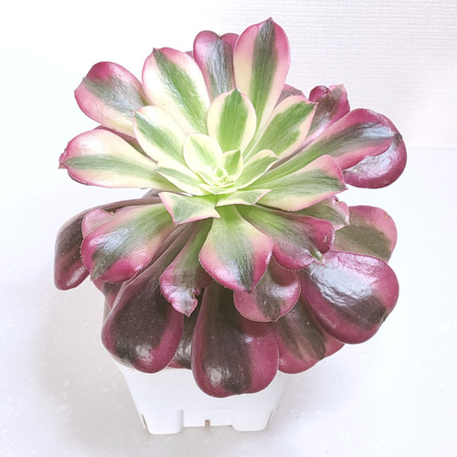 アエオニウム：メデューサ【多肉植物】 多肉植物 エケベリアSKETCH