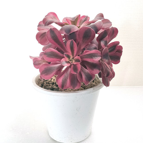 アエオニウム：メデューサ 3頭【多肉植物】 多肉植物 エケベリア