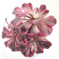 だるま姫秀麗xケッセルリンギアナ【グラプトベリア 多肉植物】 多肉