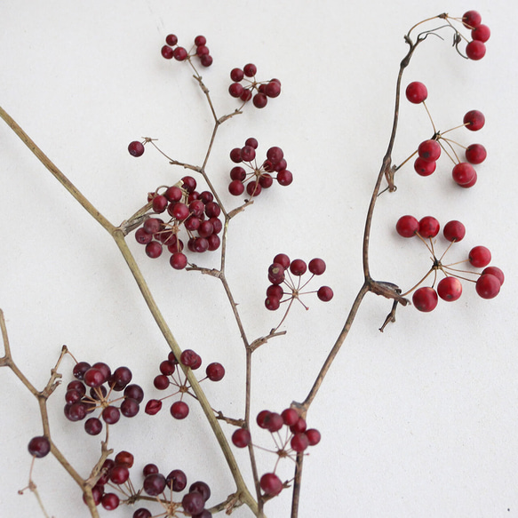 シンカルファと赤い実を紡いだ　三日月型　クリスマス　リース　ドライフラワー 赤い実のクリスマスリース ドライフラワー nonoka* 通販 14884540