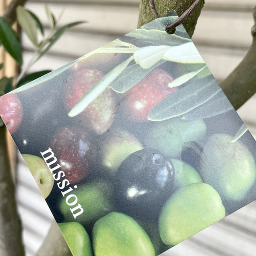 ゆな⑧ストレリチア　⑤オリーブの木souju「ミッション」2苗セット ゆな⑧ストレリチア ⑤オリーブの木souju「ミッション」2苗