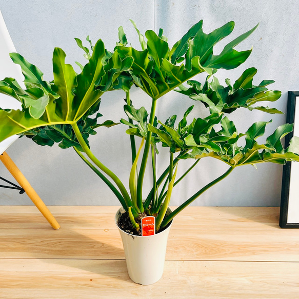 現品］15番 フィロデンドロン セローム 6号 観葉植物 室内 かっこいい